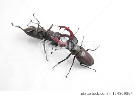 Stag beetles engaging in combat on a white background during daylight 134569894