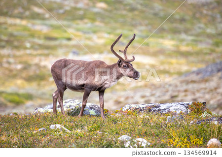 Wild reindeer grazing in the natural environment of Norway during summer season 134569914