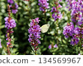 Lythrum salicaria and Eurema nigra (Higotai Park, Aso District, Kumamoto Prefecture) 134569967