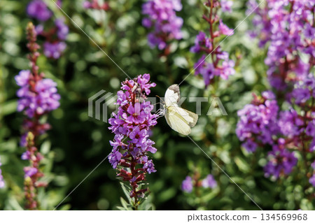 千屈菜、黑千屈菜（熊本縣阿蘇郡肥後台公園） 134569968