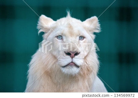 Majestic white lion with striking blue eyes gazing calmly in a serene setting 134569972