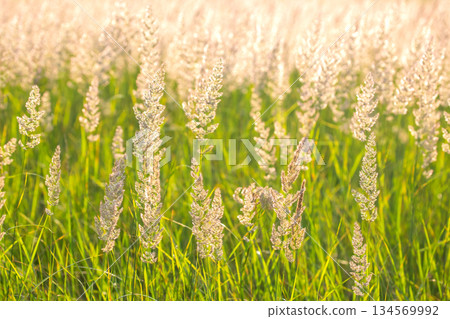 Sunlit field of delicate grass swaying gently in the breeze during late afternoon 134569992