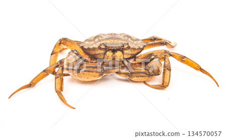 Crab with distinctive features resting on a light background in an indoor setting Crab with distinctive features resting on a light background in an indoor setting 134570057