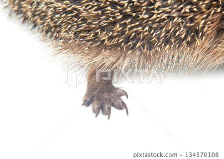 Hedgehog exploring its environment with cautious steps on a bright surface Hedgehog exploring its environment with cautious steps on a bright surface 134570108