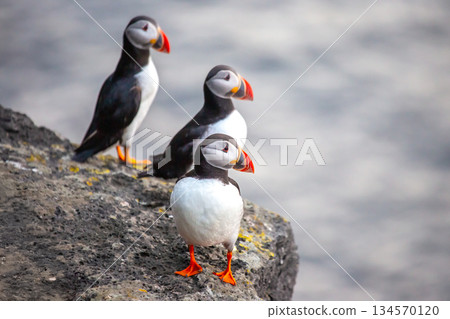 Puffins perched on rocks near the water in Iceland during a sunny day Puffins perched on rocks near the water in Iceland during a sunny day 134570120