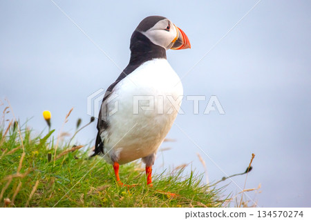 Puffin perched on green grass in Iceland during a clear day Puffin perched on green grass in Iceland during a clear day 134570274