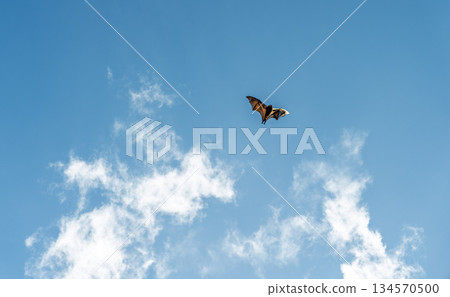 Bat flying across bright blue sky with soft clouds creating minimal wildlife background with strong copy space 134570500