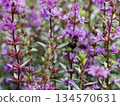 Lythrum salicaria and giant leafcutter bees (Higotai Park, Aso District, Kumamoto Prefecture) 134570631