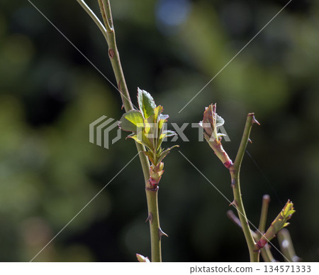 A close-up of a green rose bush without flowers in early spring. Blurred background. A close-up of a green rose bush without flowers in early spring. Blurred background. 134571333