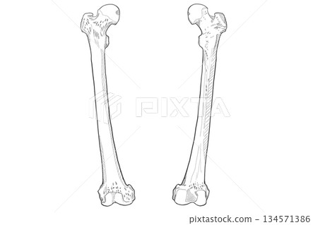 Femur 134571386