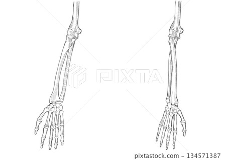 Forearm Forearm 134571387