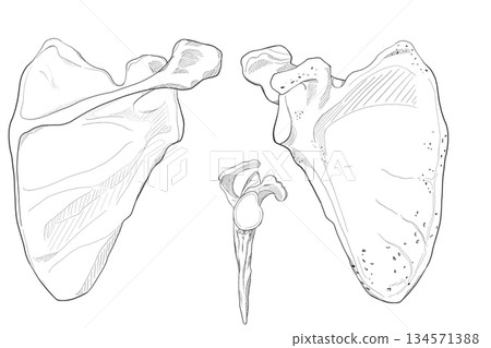 Scapula 134571388