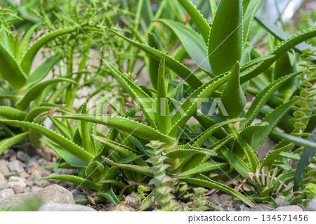 Agave and cacti in nature. 134571456