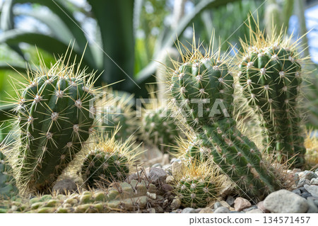Cacti in nature. 134571457