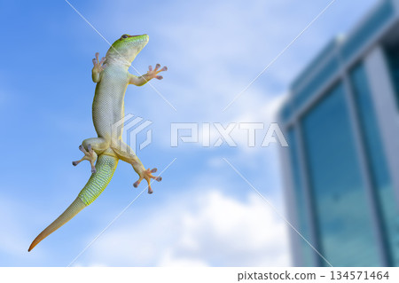 Green gecko lizard on glass on a white background. 134571464