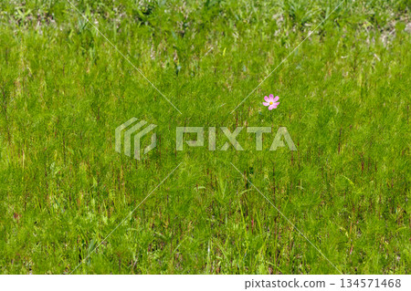 A single cosmos flower blooms at the end of July (Higotai Park, Aso District, Kumamoto Prefecture) A single cosmos flower blooms at the end of July (Higotai Park, Aso District, Kumamoto Prefecture) 134571468