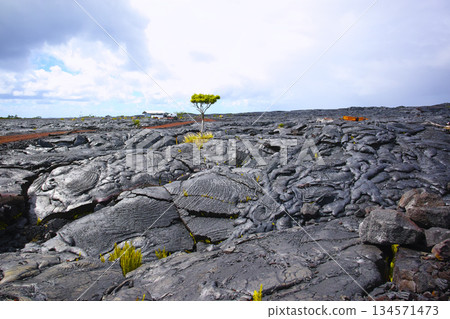 The black earth and plants of Hawaii Island 134571473