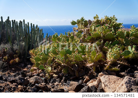 Rocky Tenerife coast around Montana Bocinegro and Montana Roja mountain, near El Medano, Canary Islands, Spain, sunny summer day 134571481