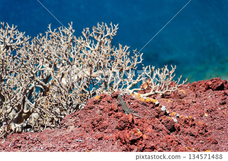 Rocky Tenerife coast around Montana Bocinegro and Montana Roja mountain, near El Medano, Canary Islands, Spain, sunny summer day 134571488
