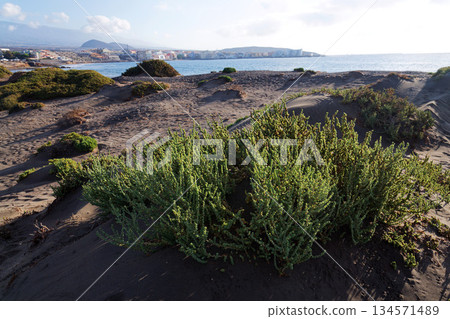 Rocky Tenerife coast around Montana Bocinegro and Montana Roja mountain, near El Medano, Canary Islands, Spain, sunny summer day Rocky Tenerife coast around Montana Bocinegro and Montana Roja mountain, near El Medano, Canary Islands, Spain, sunny summer day 134571489