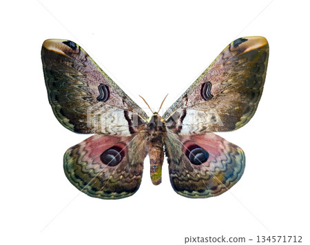 A pink silkmoth saturnia rinaka zveika displays its wings while resting in isolation. The moth shows vibrant colors and detailed patterns on its wings during daylight. 134571712