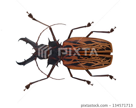 This longhorn beetle named Macrodontia cervicornis is isolated on a white background. It shows its detailed body shape and large mandibles. The display highlights its unique design. This longhorn beetle named Macrodontia cervicornis is isolated on a white background. It shows its detailed body shape and large mandibles. The display highlights its unique design. 134571713