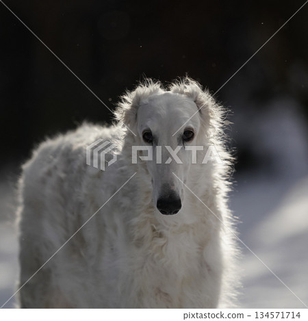 俄羅斯獵狼犬臉部表情 134571714