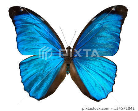 Blue lightning butterfly Morpho menelaus stands out with vibrant blue wings. The butterfly is isolated against a white background, showcasing its unique coloring and details. Blue lightning butterfly Morpho menelaus stands out with vibrant blue wings. The butterfly is isolated against a white background, showcasing its unique coloring and details. 134571841