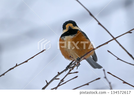 A Hokkaido varied tit perched on a branch 134572617