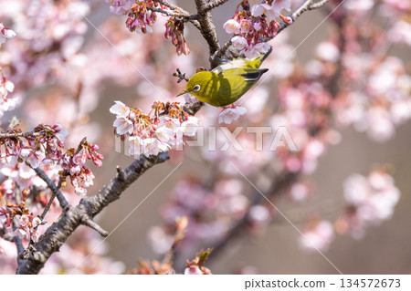 堅持櫻花樹枝的藥 134572673