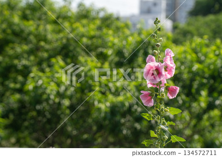 雨季後的蜀葵 134572711