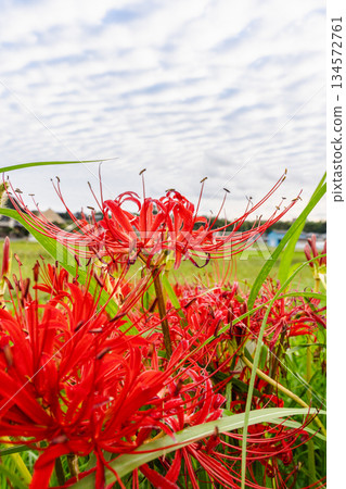 A landscape of autumn sky with scale clouds and red spider lilies A landscape of autumn sky with scale clouds and red spider lilies 134572761