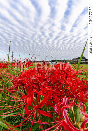 A landscape of autumn sky with scale clouds and red spider lilies A landscape of autumn sky with scale clouds and red spider lilies 134572764