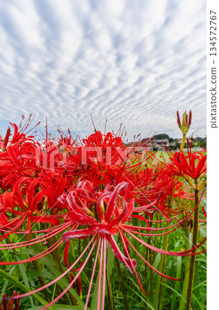 秋天天空的景色，點綴著鱗片狀的雲朵和紅色的彼岸花。 134572767