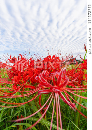 A landscape of autumn sky with scale clouds and red spider lilies A landscape of autumn sky with scale clouds and red spider lilies 134572773