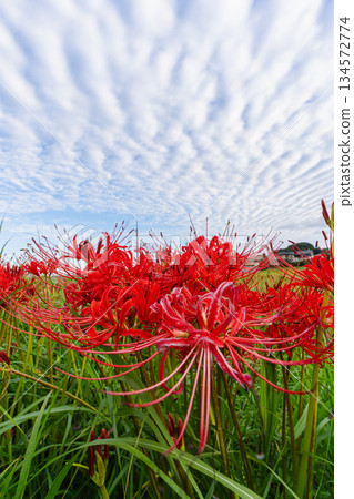 A landscape of autumn sky with scale clouds and red spider lilies A landscape of autumn sky with scale clouds and red spider lilies 134572774