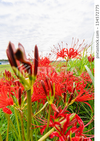 秋天天空的景色，點綴著鱗片狀的雲朵和紅色的彼岸花。 134572775