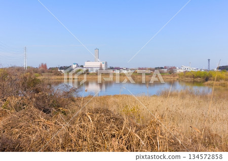 Around Shibakawa First Regulation Pond, Kawaguchi City, Saitama Prefecture December 2025 134572858