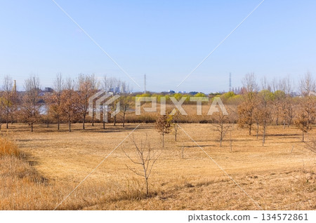 Around Shibakawa First Regulation Pond, Kawaguchi City, Saitama Prefecture December 2025 Around Shibakawa First Regulation Pond, Kawaguchi City, Saitama Prefecture December 2025 134572861