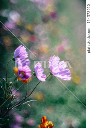 Cosmos flowers wrapped in soft light Cosmos flowers wrapped in soft light 134572920