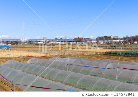 2025年12月，千葉縣松戶市矢霧渡輪附近 134572941