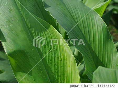 Close-Up of Fresh Green Leaves with Water Droplets 134573128