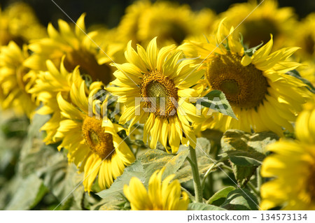 Colorful sunflowers in a flower field on a sunny day with blurry background Colorful sunflowers in a flower field on a sunny day with blurry background 134573134