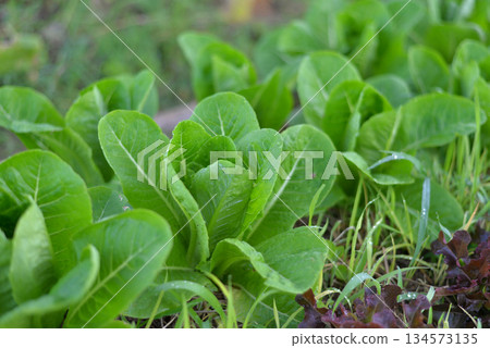 Closeup view of green cos lettuce on organic farm 134573135