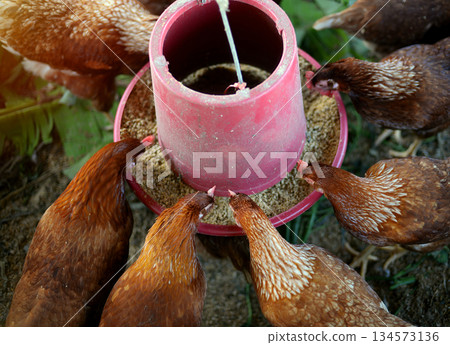 top view of hen Egg breeders are eating prepackaged pellets from farmer's feed hoppers. top view of hen Egg breeders are eating prepackaged pellets from farmer's feed hoppers. 134573136