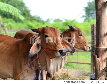 Beef cattle the red skin in the wooden cowshed. In a farm surrounded by nature Beef cattle the red skin in the wooden cowshed. In a farm surrounded by nature 134573137
