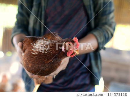 Farmers show off their laying hens in their ranch. Focus on the chicken looking at the camera. 134573138