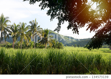 Beautiful and peaceful view of rural agricultural plots. Sugarcane fields and coconut plantations with a mountain background Beautiful and peaceful view of rural agricultural plots. Sugarcane fields and coconut plantations with a mountain background 134573139