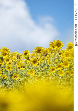 A field of sunflowers spreading all over (Hiruzen Plateau) A field of sunflowers spreading all over (Hiruzen Plateau) 134573196
