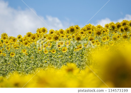 A field of sunflowers spreading all over (Hiruzen Plateau) A field of sunflowers spreading all over (Hiruzen Plateau) 134573199